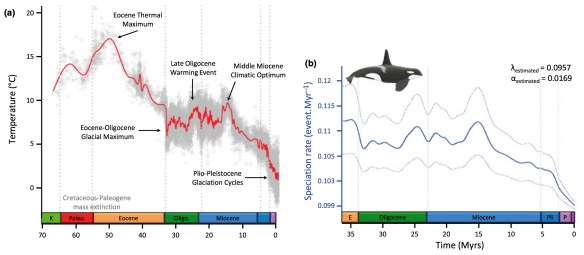Effect of environment on diversification