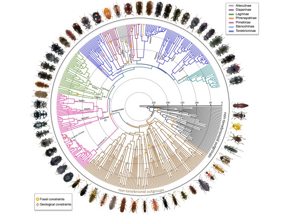 Tenebrionid phylogeny