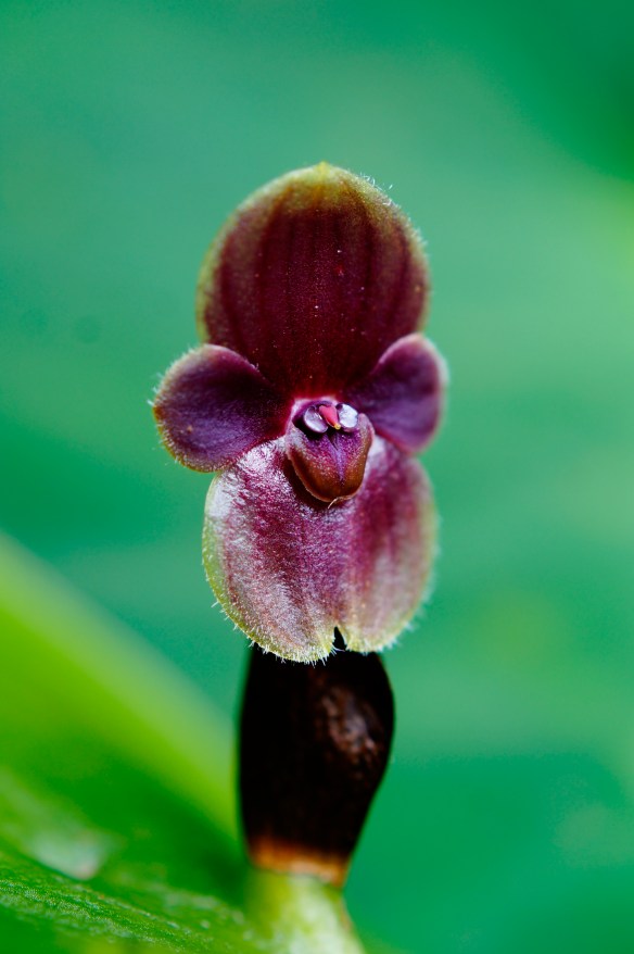 pleurothallis niesseniae (pleurothallidinae)