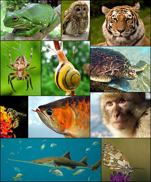 Animal diversity