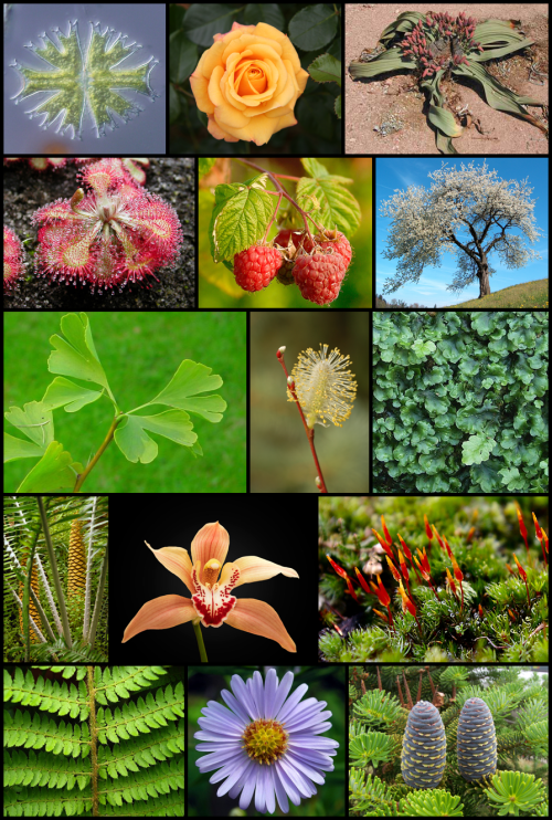Plant diversity