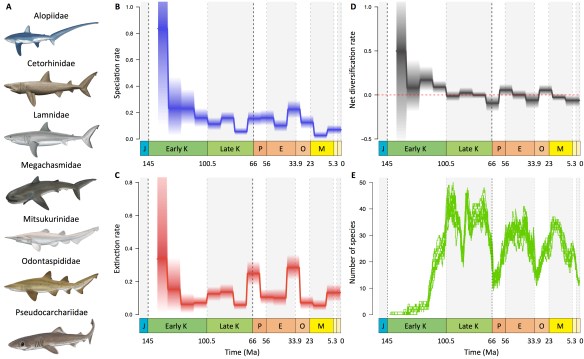 Lamniformes diversification pattern